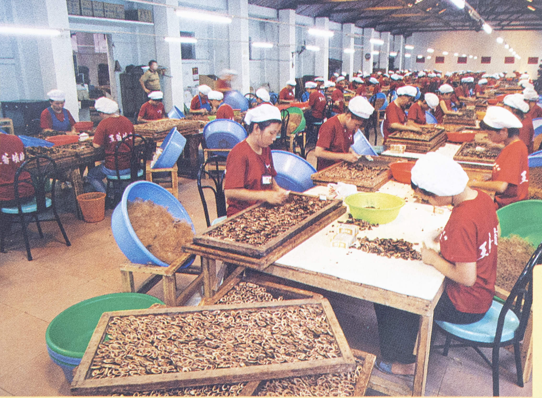 1999年王爷槟榔正式进入标准化生产